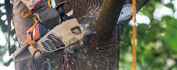 Best Arborist Consultation Services  in Wellman, IA