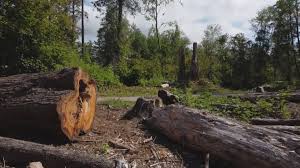 Best Tree Cabling and Bracing  in Wellman, IA