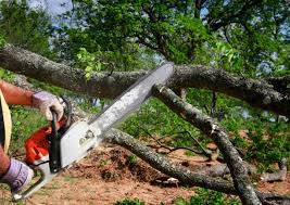 Best Tree Health Inspection  in Wellman, IA