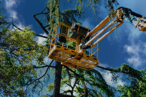 Best Tree Risk Assessment  in Wellman, IA