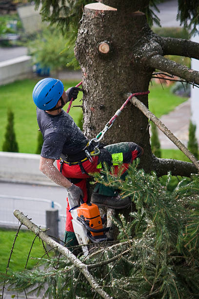 Best Tree Disease Treatment  in Wellman, IA
