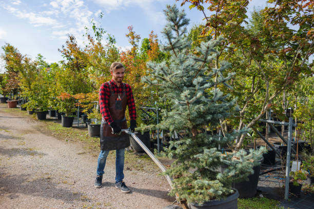 Best Tree Maintenance Programs  in Wellman, IA